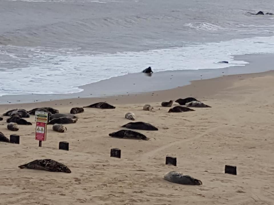 Coastal Terrace Dogs Welcome Optional Hot Tub Villa Sea Palling ภายนอก รูปภาพ