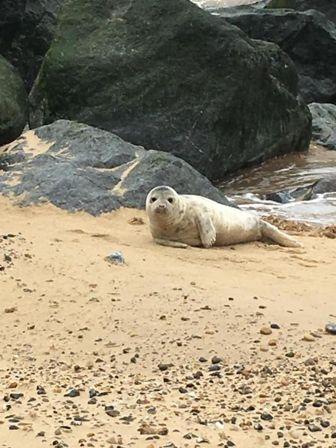 Coastal Terrace Dogs Welcome Optional Hot Tub Villa Sea Palling ภายนอก รูปภาพ